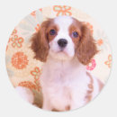 Search for blenheim cavalier king charles stickers Puppy