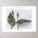 Search for weeds posters Natural