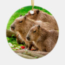 Search for capybara christmas tree decorations Rodent