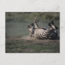 Search for reserved postcards Black
