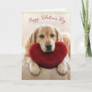 Search for golden retriever valentines day cards Heart
