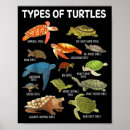 Search for sea turtle posters Animal