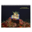 Search for sea slug Nudibranch