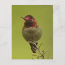 Search for annas postcards Wildlife