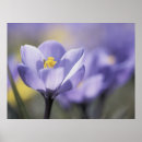 Search for purple crocus posters Flowers
