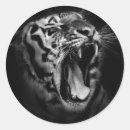 Search for black and white tiger stickers Design