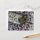 Search for rare postcards Flower