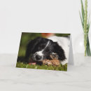 Search for chewing cards Puppy