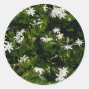 Search for jasmine flower stickers Nature