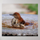 Search for thrushes posters Birds