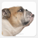 Search for side view stickers Dog