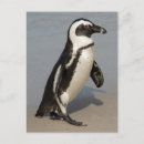 Search for african penguin postcards South africa