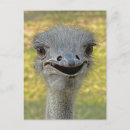 Search for bird lovers postcards Ostrich