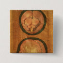 Search for anatomically badges Fabricius