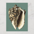 Search for conch shell postcards Coastal