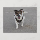 Search for dog postcards Portrait