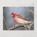 Search for finches postcards Purple finch