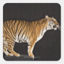 Search for platform stickers Full length