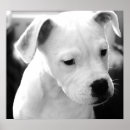 Search for american bulldogs posters Puppy