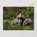 Search for badgers postcards Nature