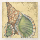 Search for seashell coasters Nature