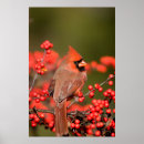 Search for cardinalis posters Backyard