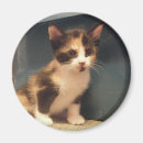 Search for calico magnets Kitty