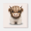 Search for hirsute magnets Scottish highland cow