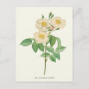 Search for vintage botanical print postcards Flowers