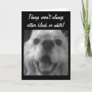 Search for black and white spaniel Get well