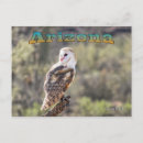 Search for barn owl postcards Tyto alba