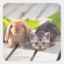 Search for bunny cat stickers Kitten