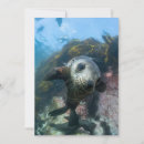 Search for baby seal cards Ocean