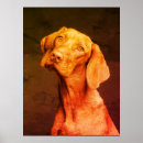 Search for vizsla posters Hungarian pointer