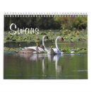 Search for swans swan calendars Nature