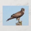 Search for hawk postcards Buteo