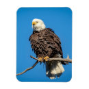 Search for american freedom rectangular magnets Independence