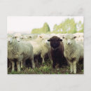 Search for individuality postcards Black