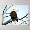 Search for american eagle posters Birds
