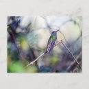 Search for buffe postcards Nature