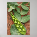 Search for peas in a pod posters Photography