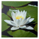 Search for white lotus tiles Nature