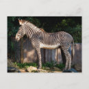 Search for zebra patterns postcards Wildlife