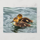 Search for baby ducklings postcards Mallard