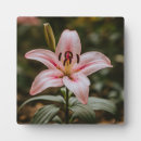 Search for pink plaques Beautiful
