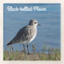 Search for belly coasters Wildlife