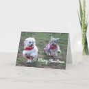 Search for maltese dog christmas cards Canine