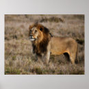 Search for african lion posters Cat