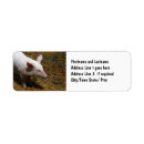 Search for piglet return address labels Piggy