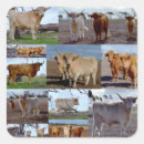 Search for hairy stickers Cattle